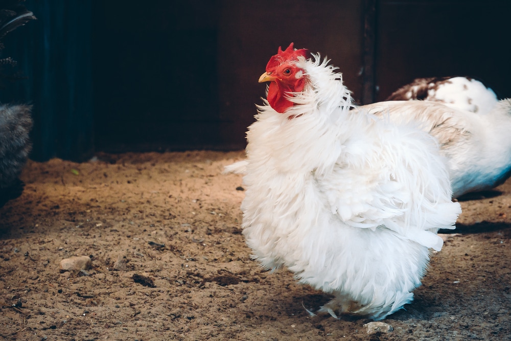 Frizzle Chicken Breed Guide | Know Your Chickens