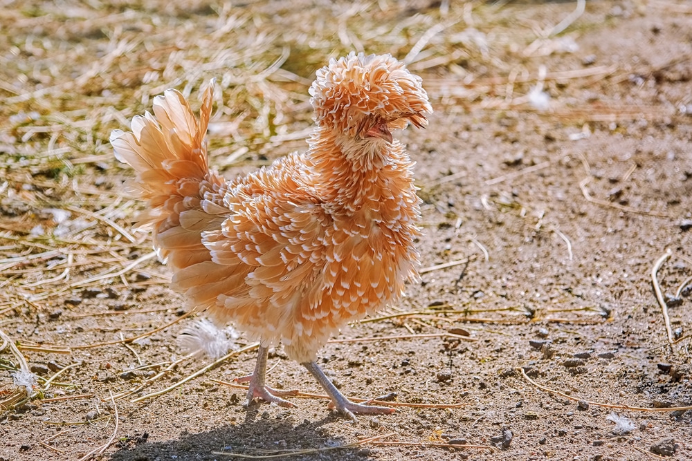 Frizzle Chicken Breed Guide Know Your Chickens