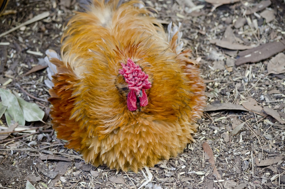 Frizzle chicken