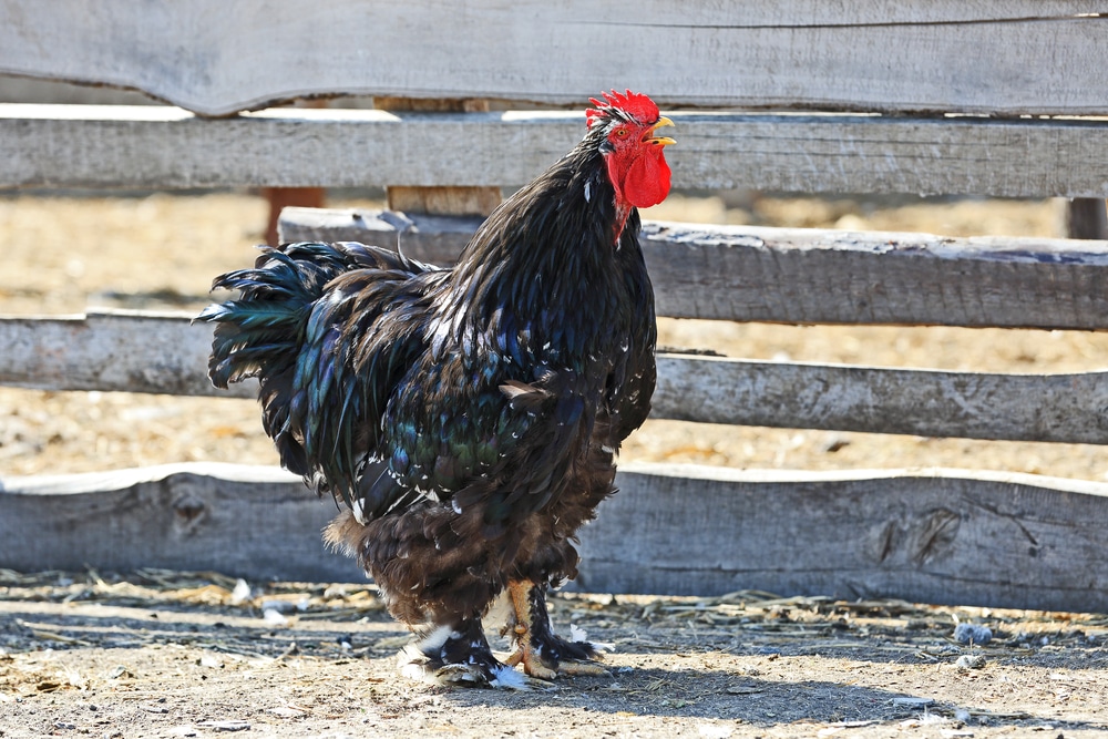 jersey giant hen size
