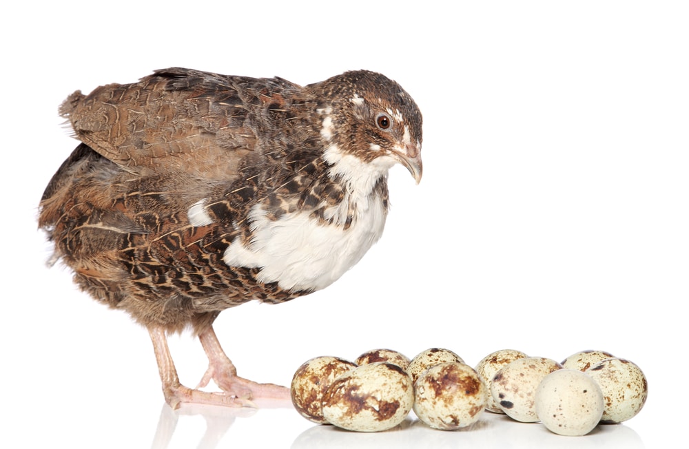 Quail with eggs