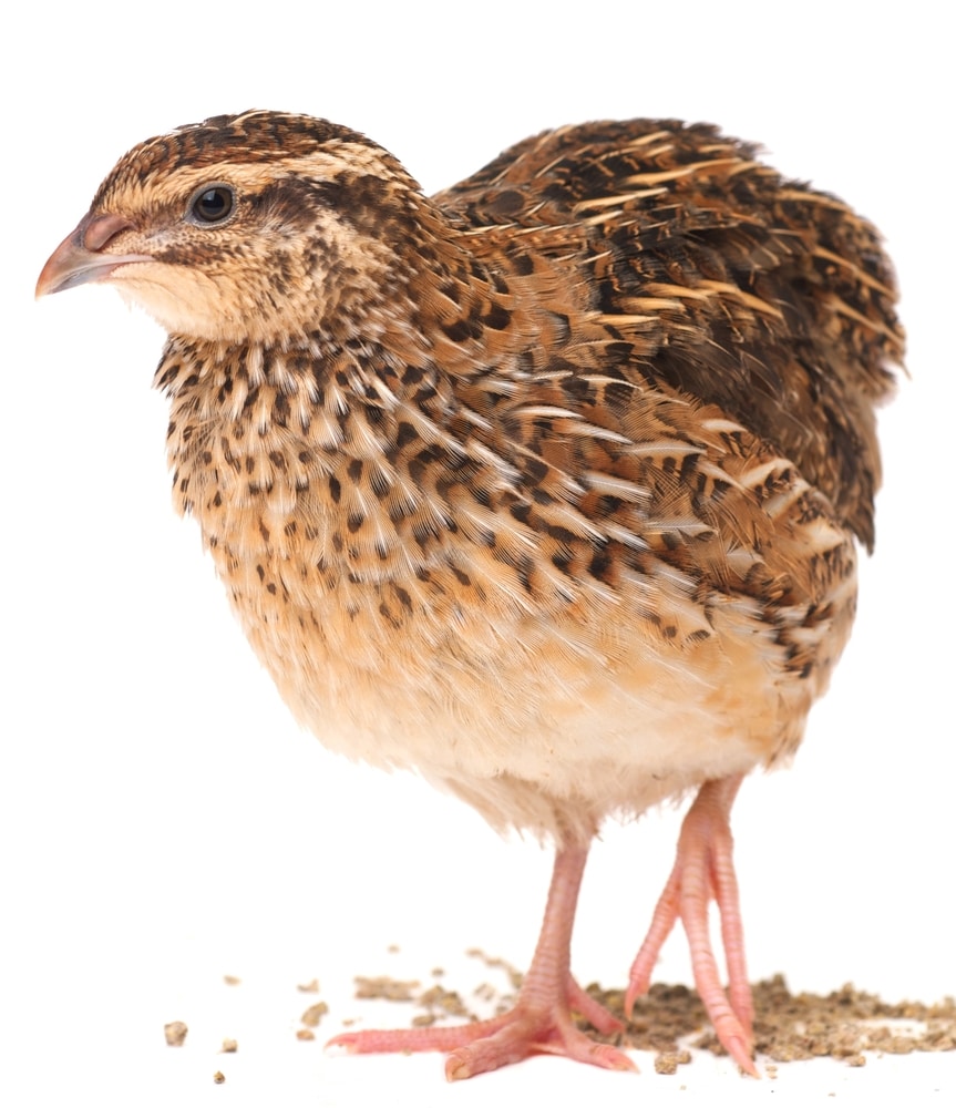 quail