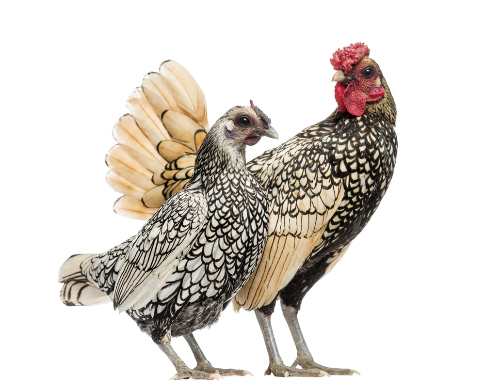 Sebright Bantam rooster hen