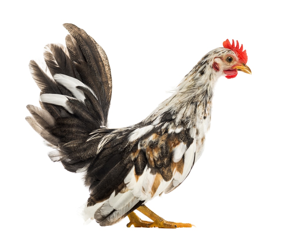 Bantam hen