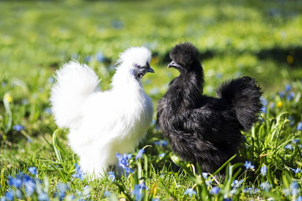 Keeping Bantam Chickens: Everything You Need to Know