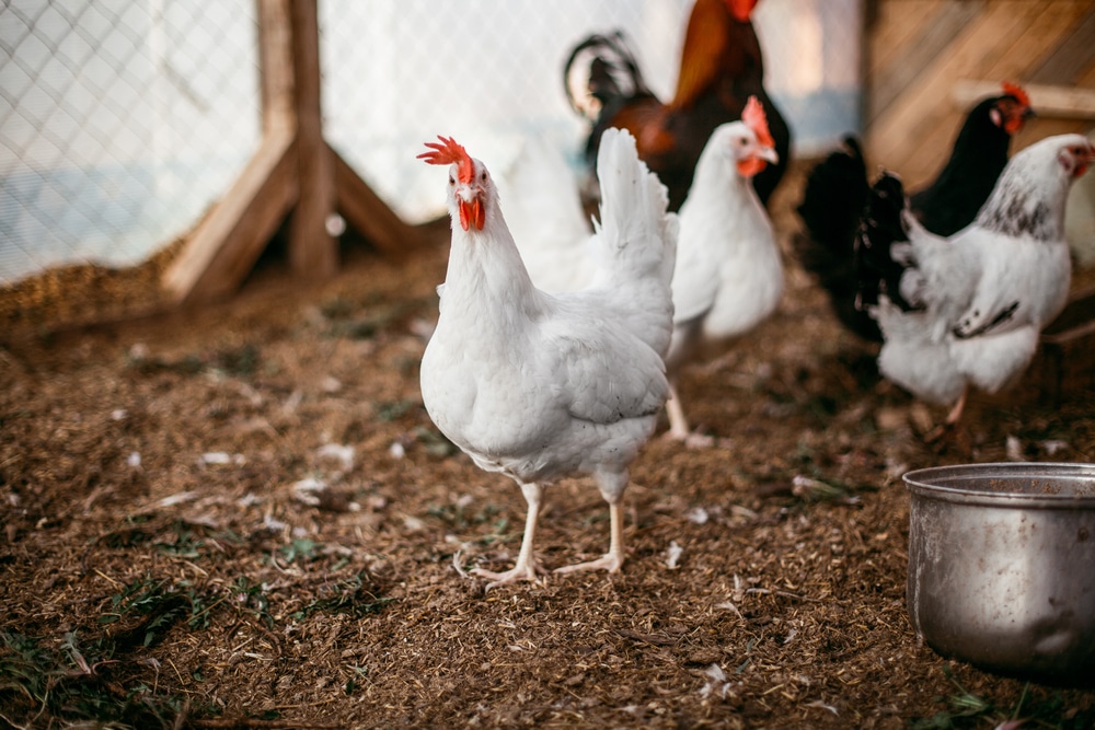 deep litter chicken coop