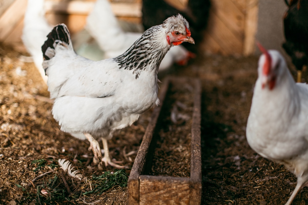 deep litter chicken coop