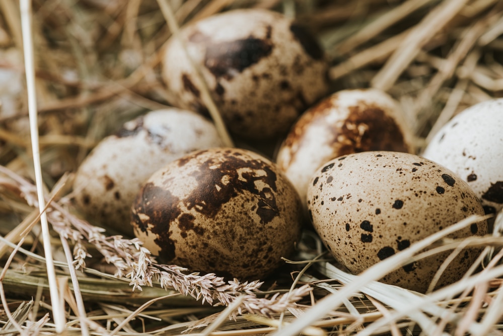 quail eggs