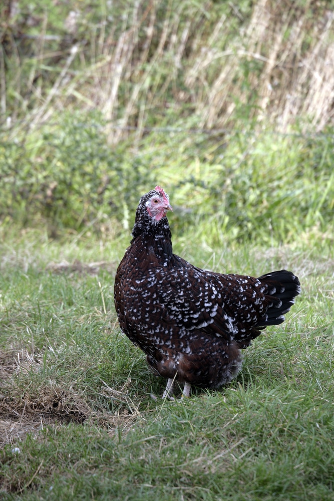 Speckled sussex chicken