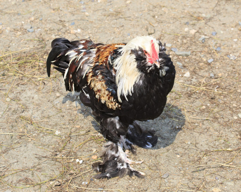 Salmon Faverolle Chicken Breed Guide Conozca sus pollos Mont Blanc