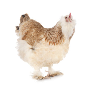 Faverolles chicken