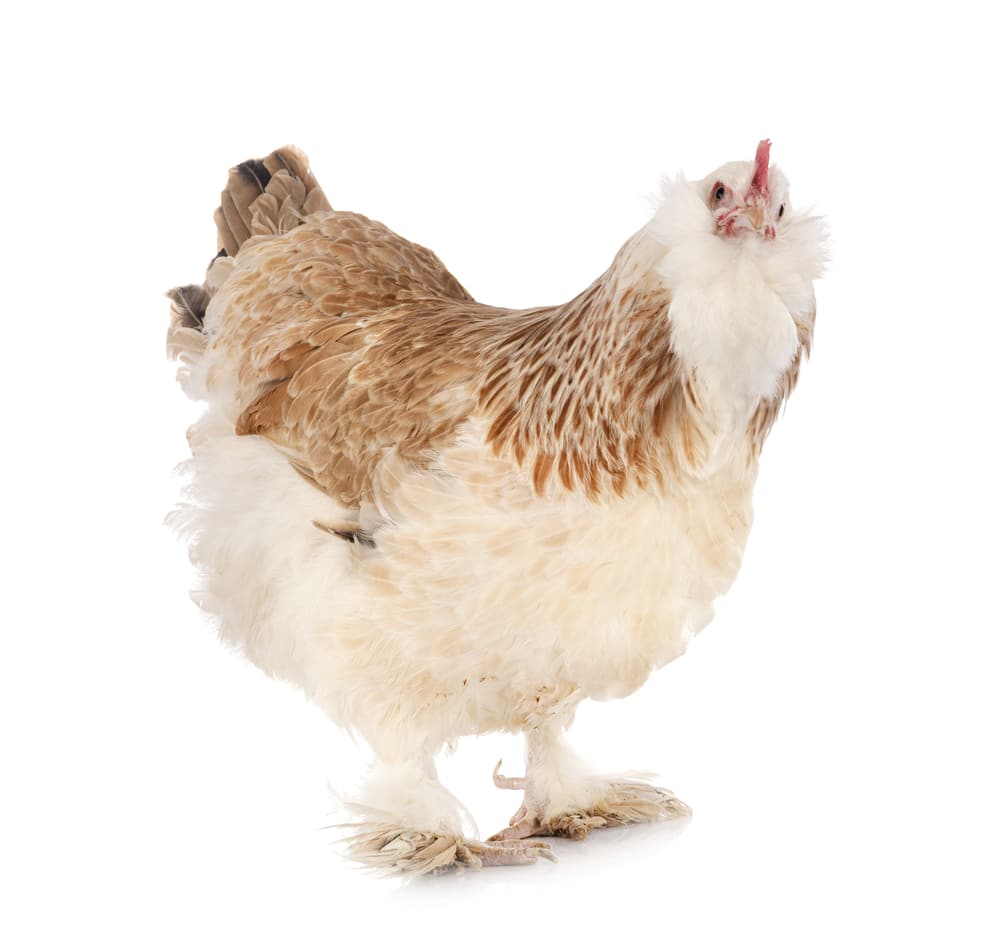 Salmon Faverolle Chicken Breed Guide Know Your Chickens