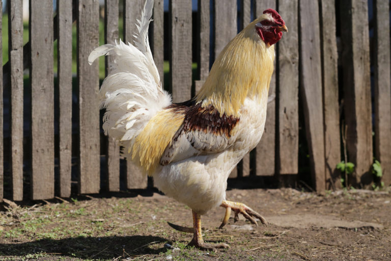 Rooster Spurs Everything You Need to Know Know Your Chickens