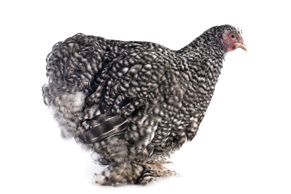 cuckoo Cochin chicken