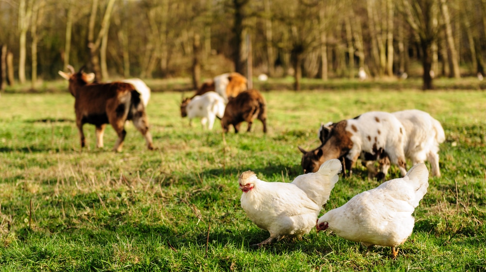 What Are the Best Animals to Keep With Chickens? Know Your Chickens