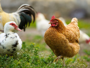 chicken and duck
