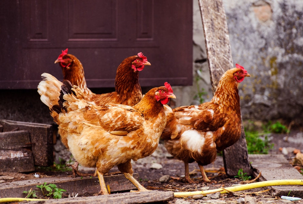 chicken flock
