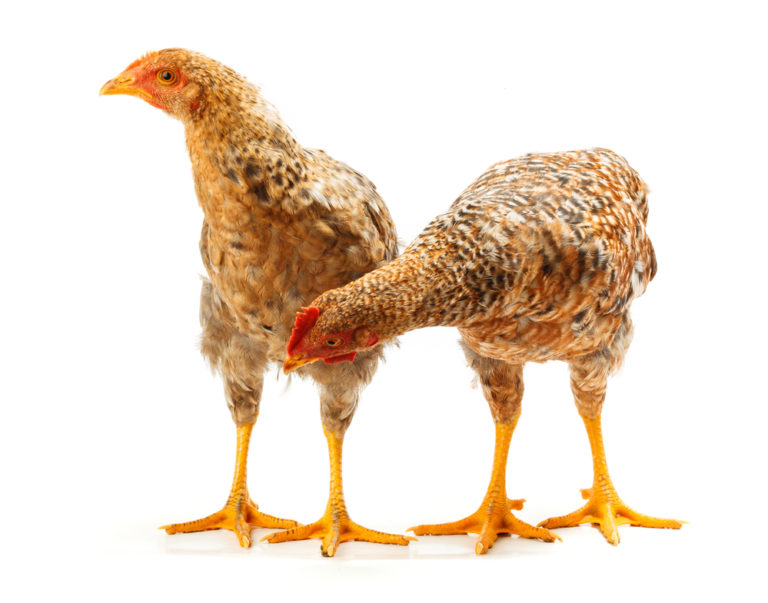 What is a Pullet Chicken? Everything You Need To Know