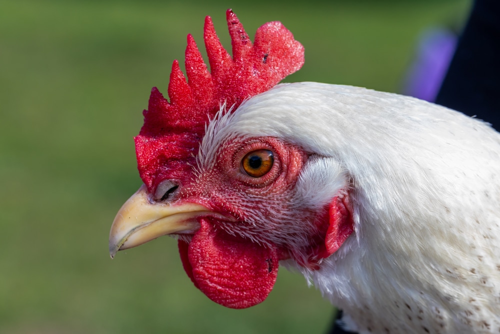 Delaware Chicken Breed Guide Feeding, Care, & More