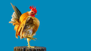 serama chicken
