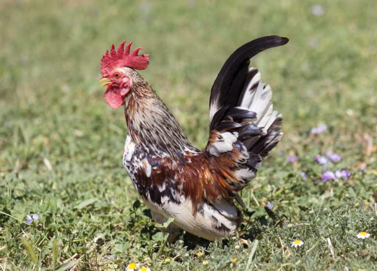 Serama Chicken Breed Guide: Care, Feeding, & More | Know Your Chickens