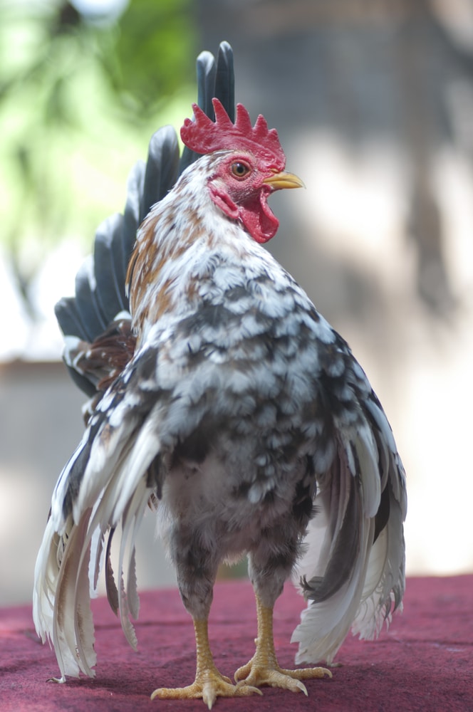 serama chicken
