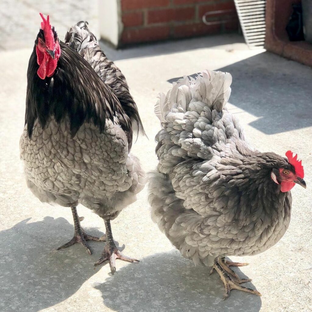 History of Lavender Orpington Chickens