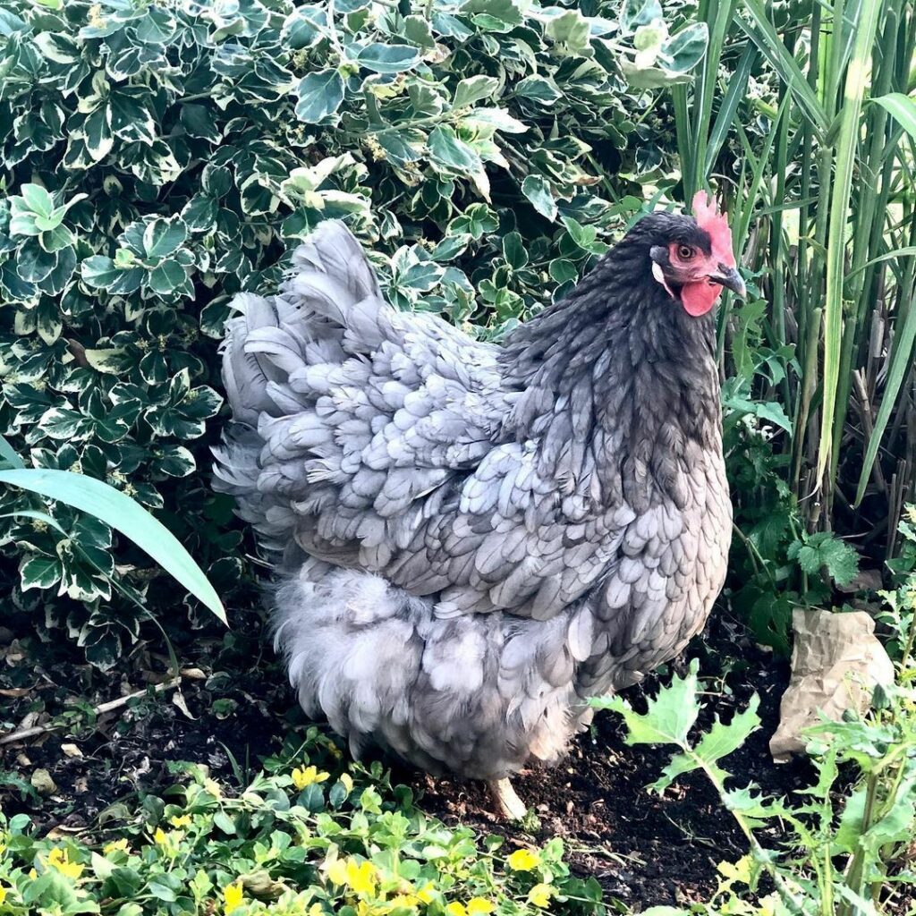 Lavender Orpington Temperament