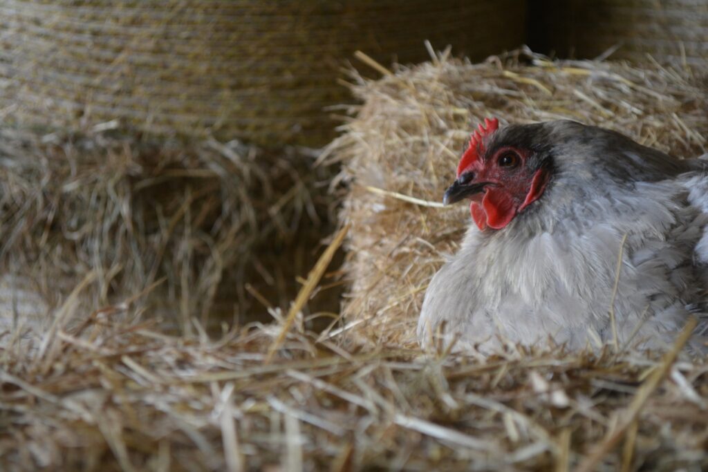 Lavender Orpington Chickens